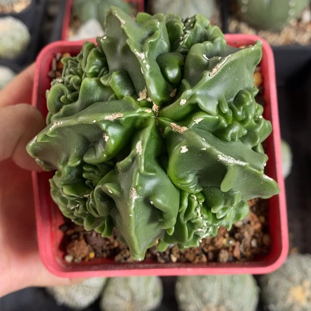 大尺寸琉璃核桃植播园艺