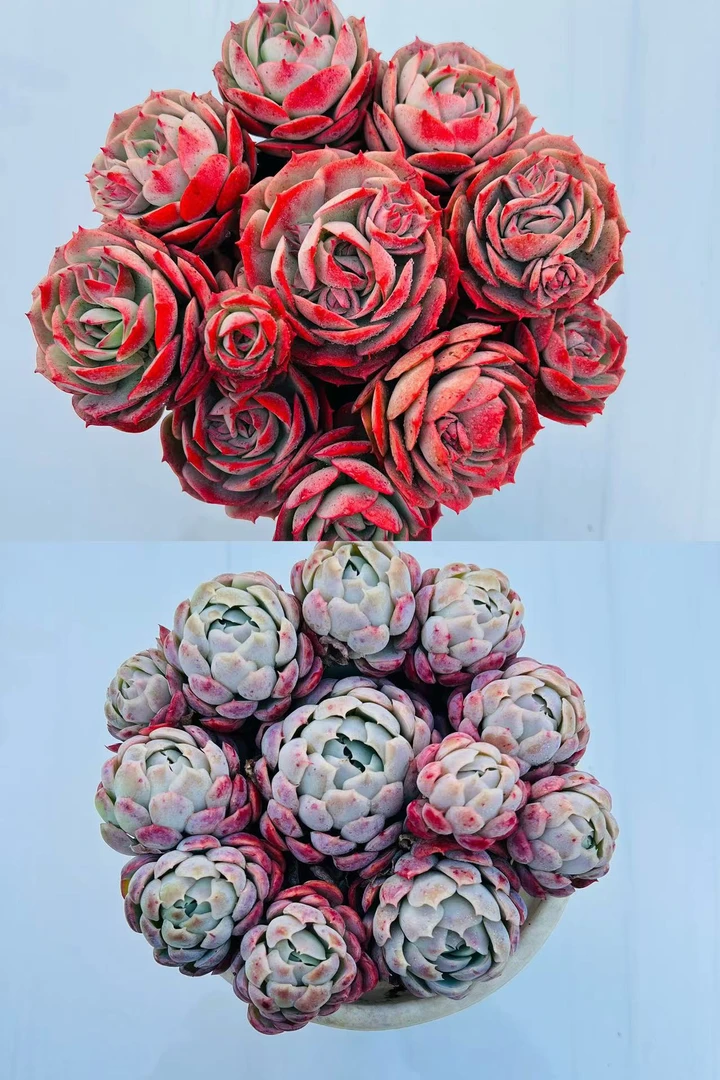 【克罗地亚玫瑰+香妃贝瑞】带盆带土 新手简单好养活