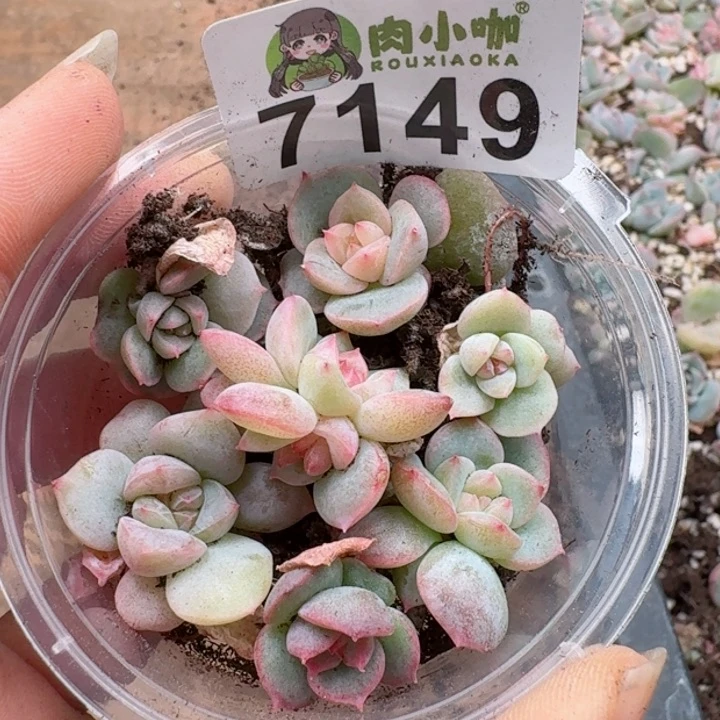 多肉植物多肉植物