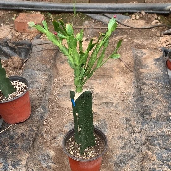 736嫁接蟹爪兰：伊姿