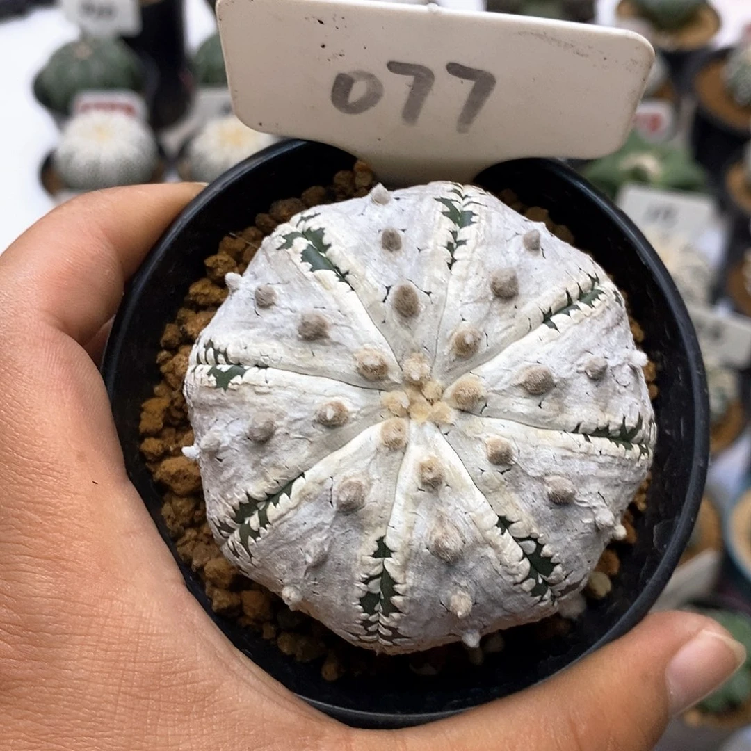 077福利特价来了来特价