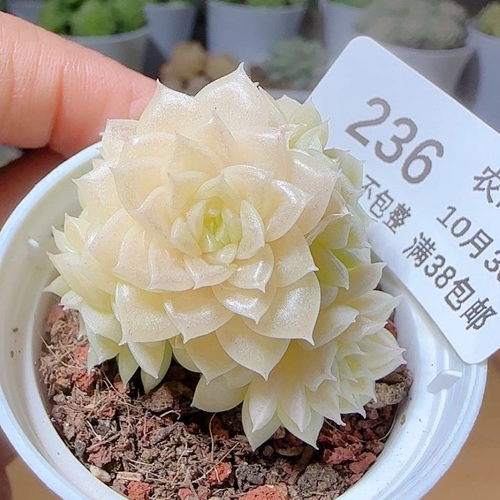 1030-236娃娃1麦秆