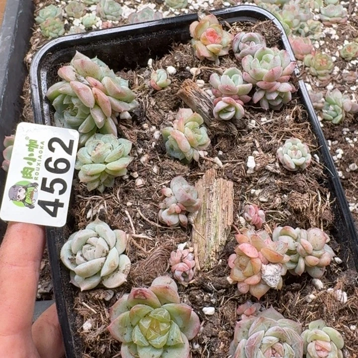 多肉植物多肉植物