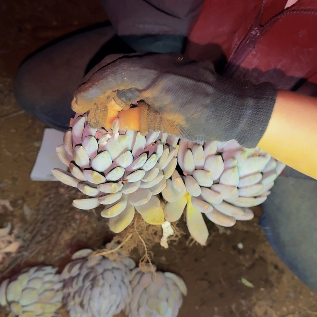 胖美人 一颗 不包损量拍