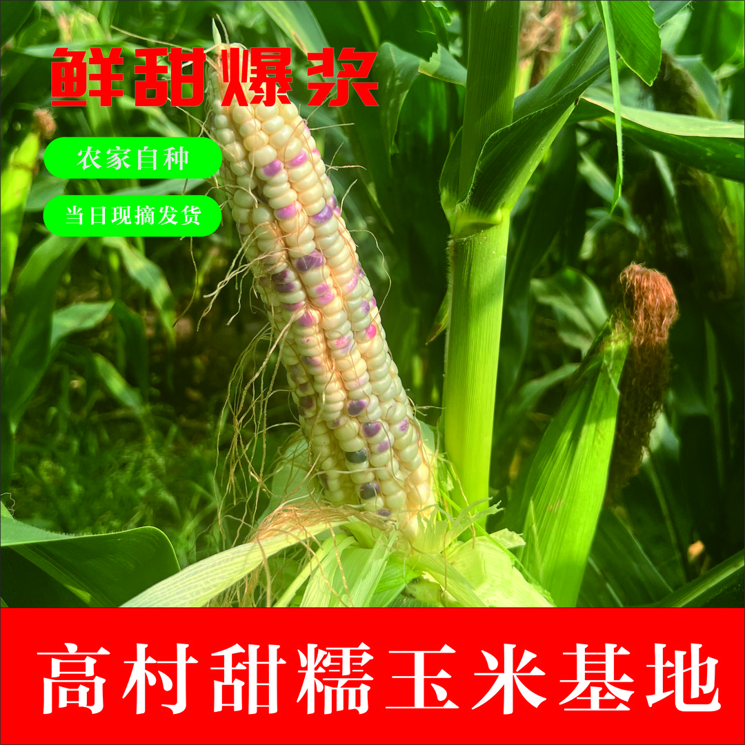 高村鲜食花甜糯玉米当季新鲜当天现摘5斤9斤高村甜糯玉米基地