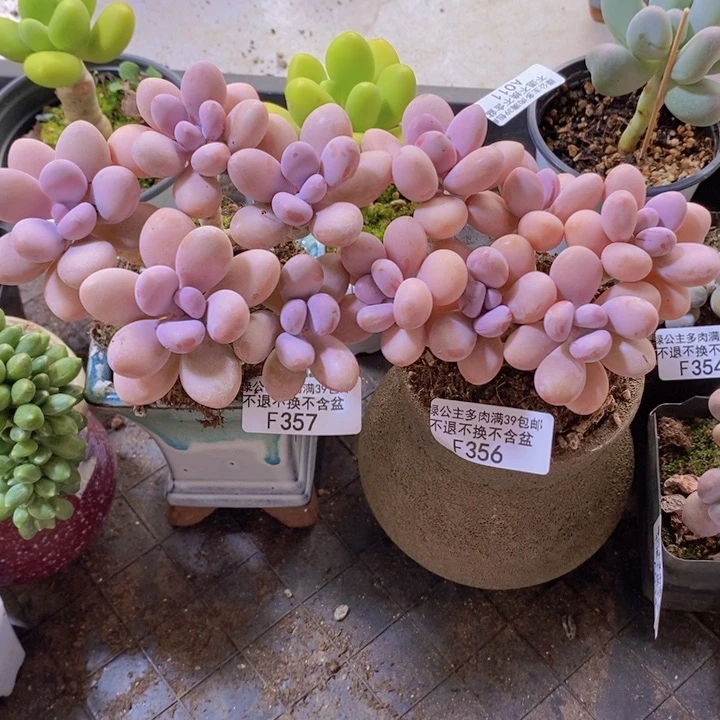 糖果桃蛋2棵356，357多肉植物