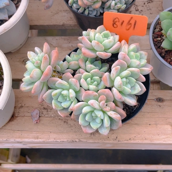 露凝香多肉植物8161