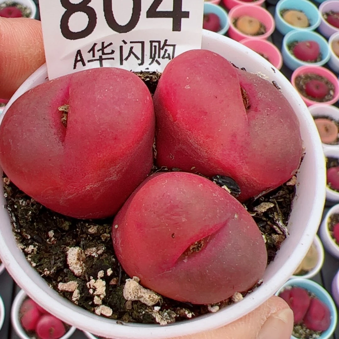 钮****花我很喜欢这个A804