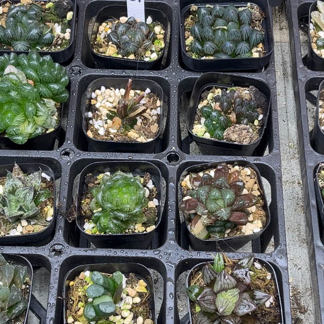 51 脱土包邮8颗福利