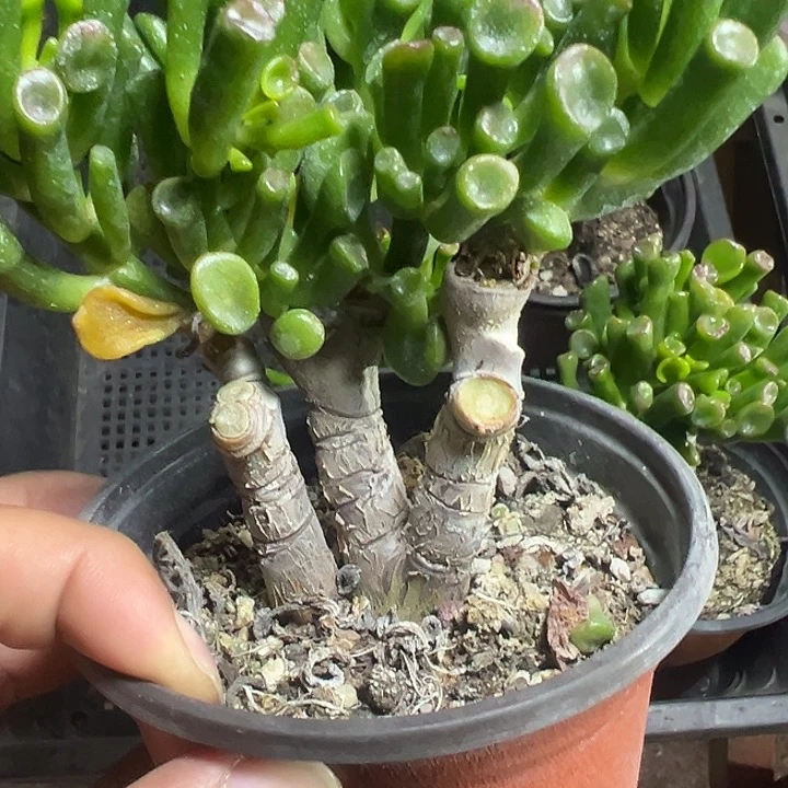 吸财树精品多肉植物