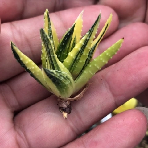 硬叶锦硬叶锦侧牙