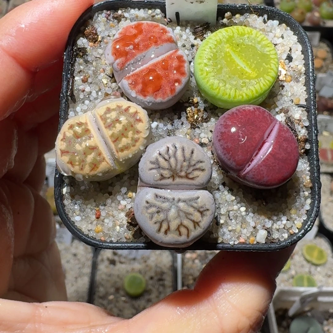 Sss精品清货款3005