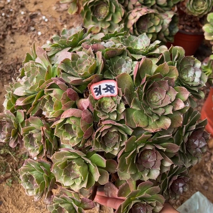 万圣节多肉植物31-38