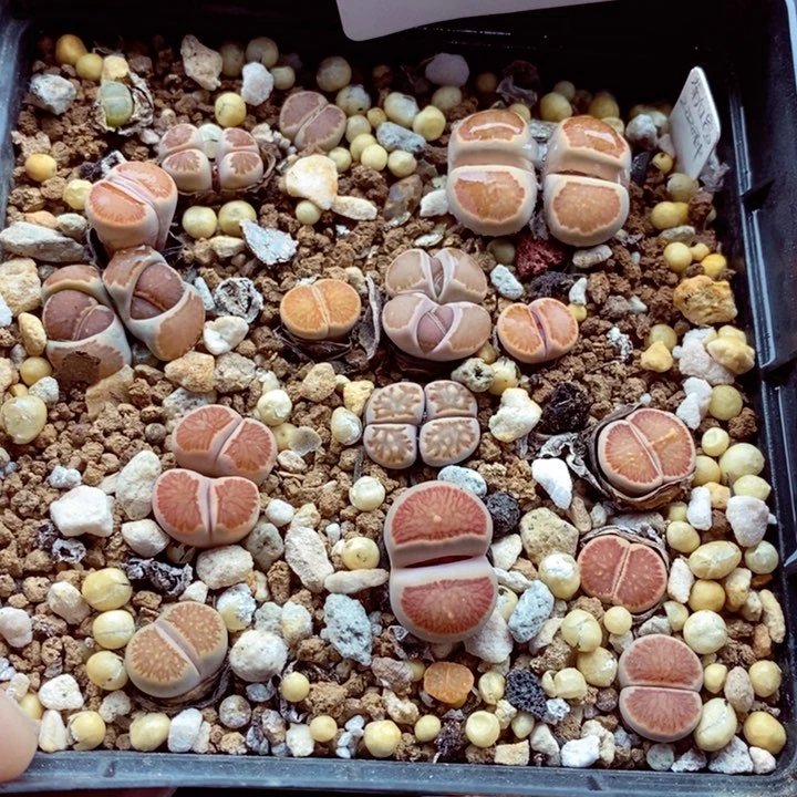 小****了我的小姐姐们都155