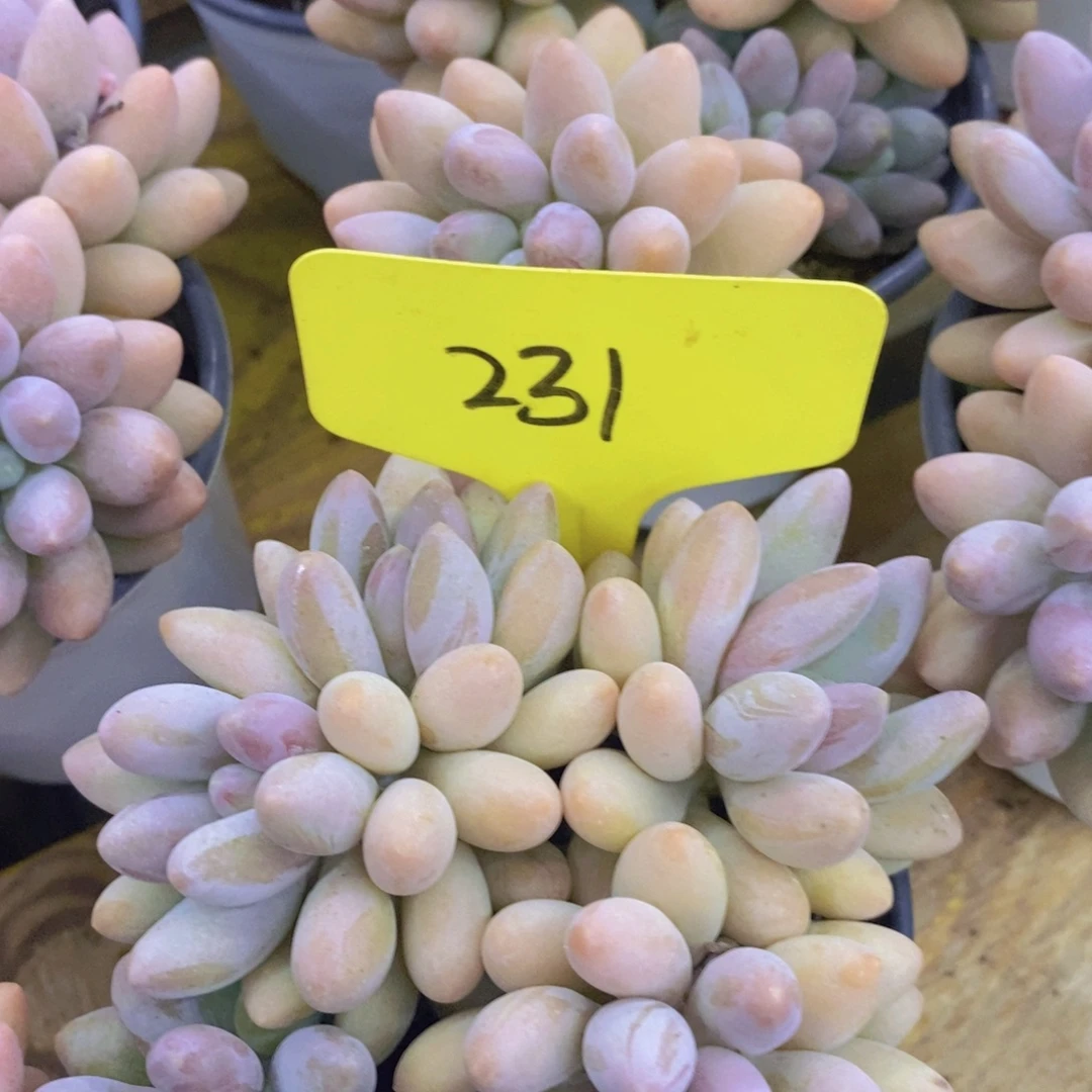 开心多肉，8.1晚上专场