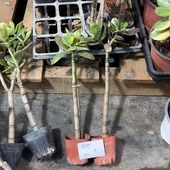 9***2当前无花栽培后可以开花黄金 红叶18