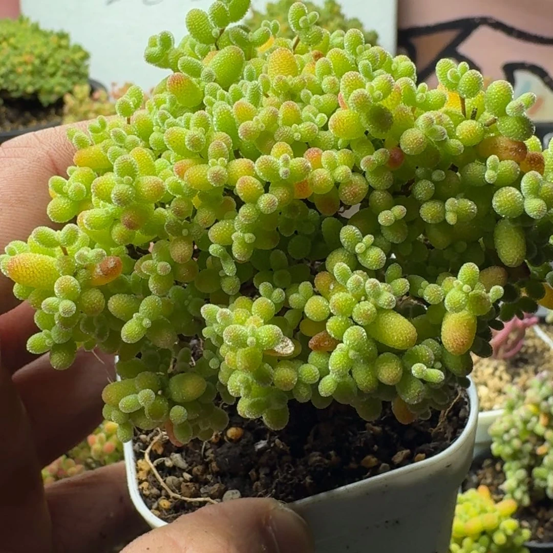 A****常多肉植物枝干番杏