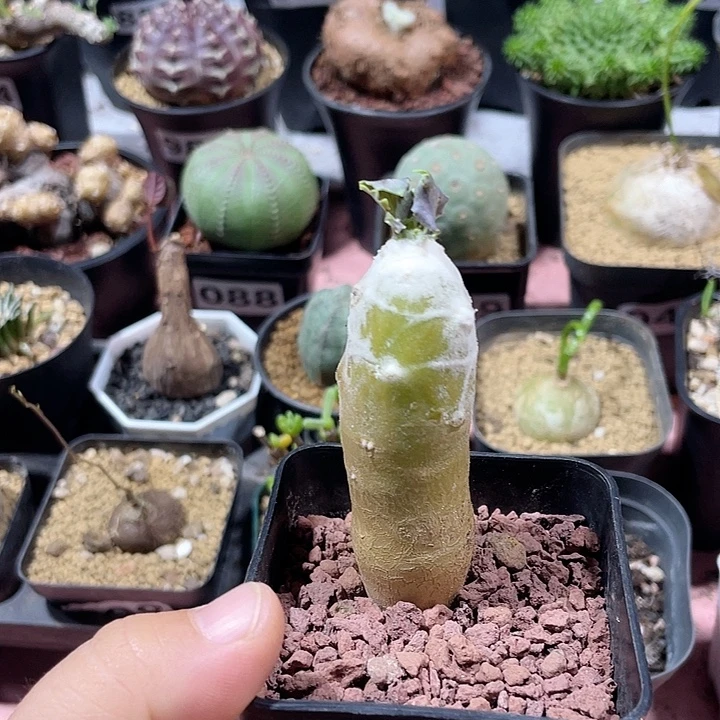 699雪露厚墩菊块根