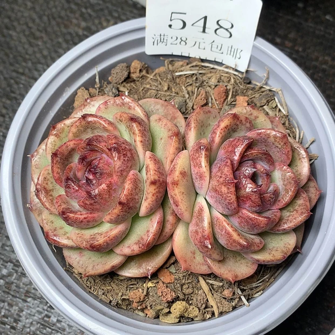 【闪购商品】云548