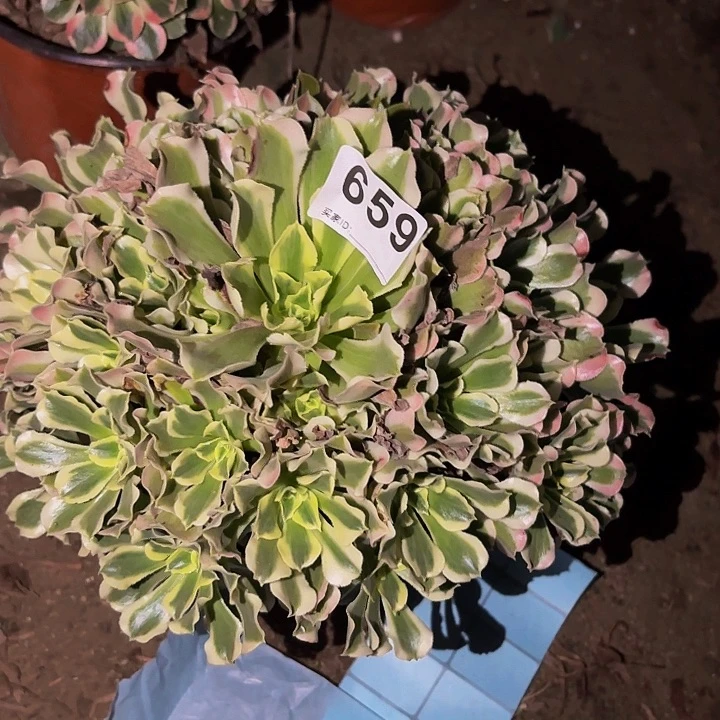 659雨花石多肉植物不售后