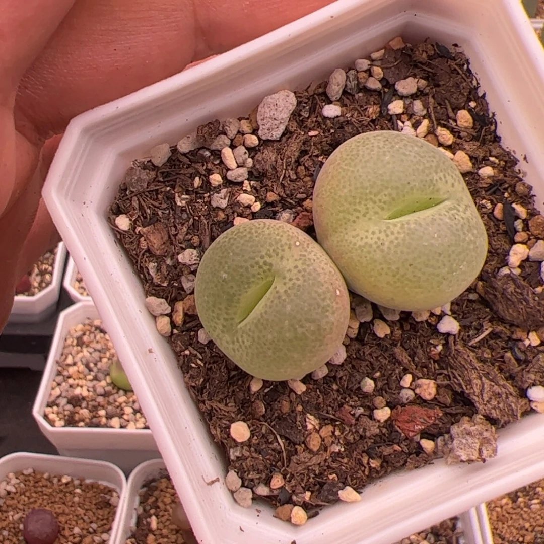 8.9翠光多肉植物38