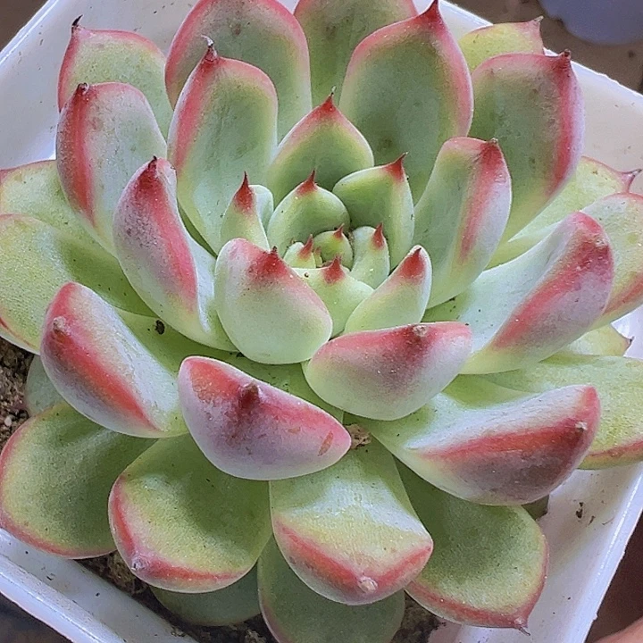 星光珍妮19包邮多肉植物