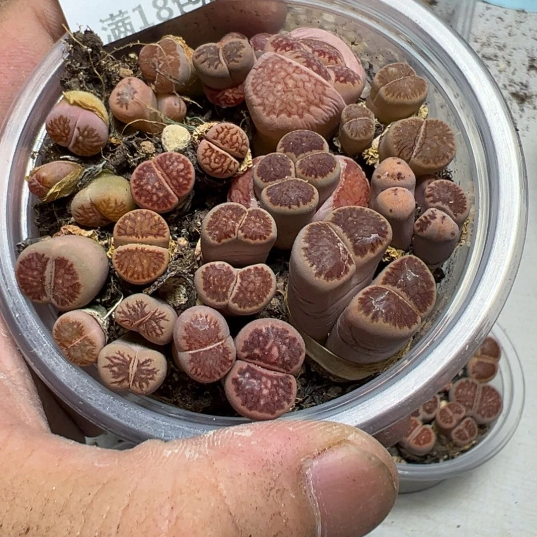 【闪购商品】 369。 长腿。