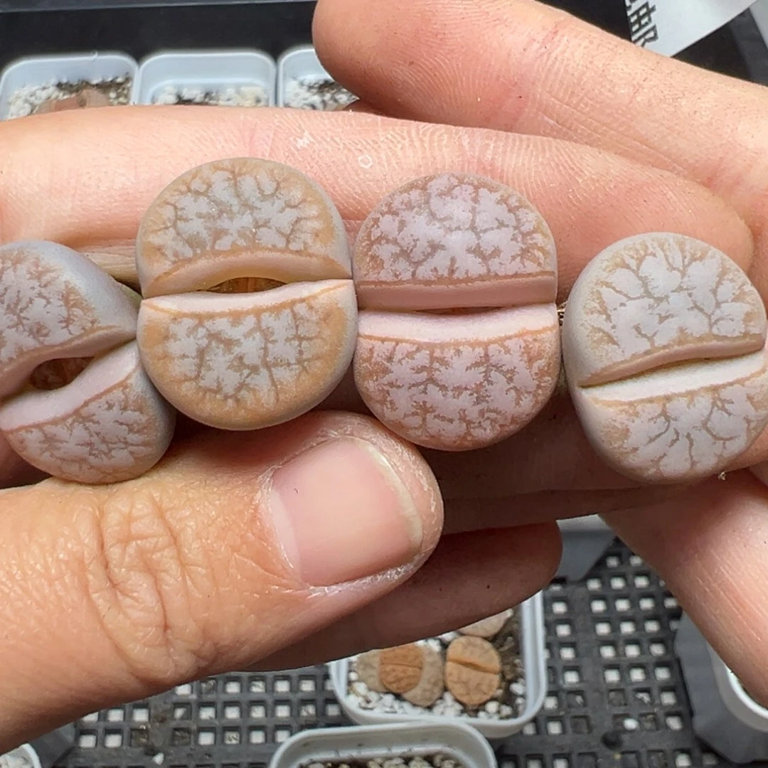 【闪购商品】730……