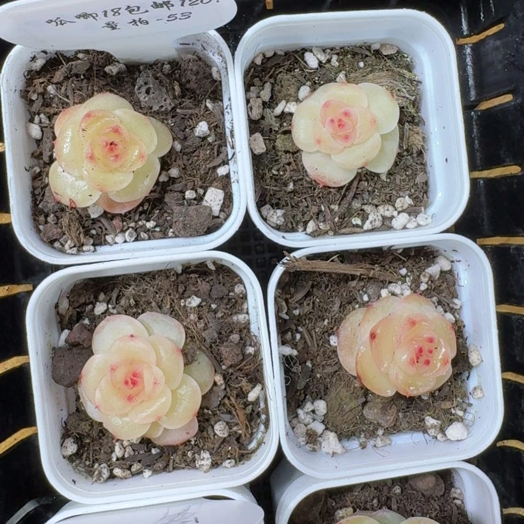1207-053-大白兔一颗量拍