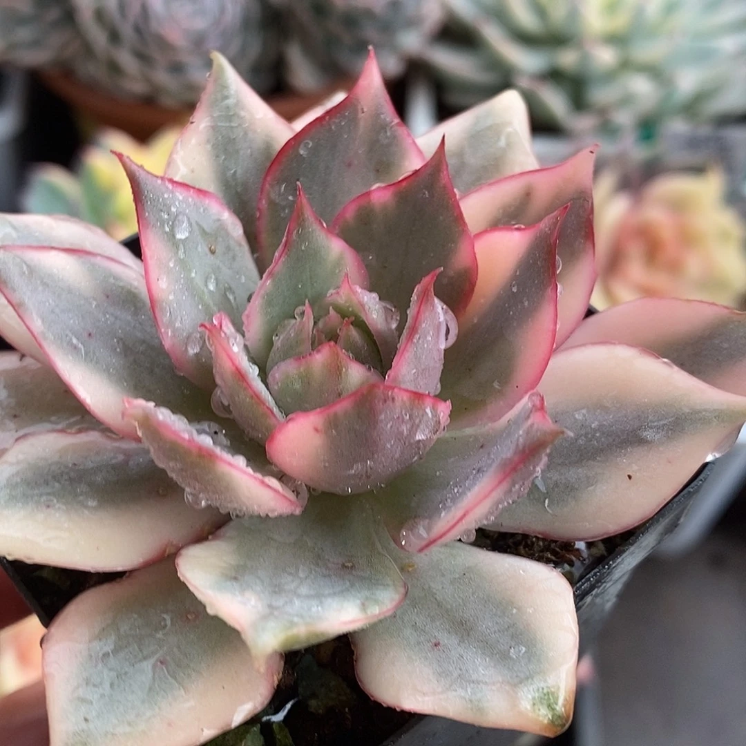 681宝莲灯哈哈哈哈