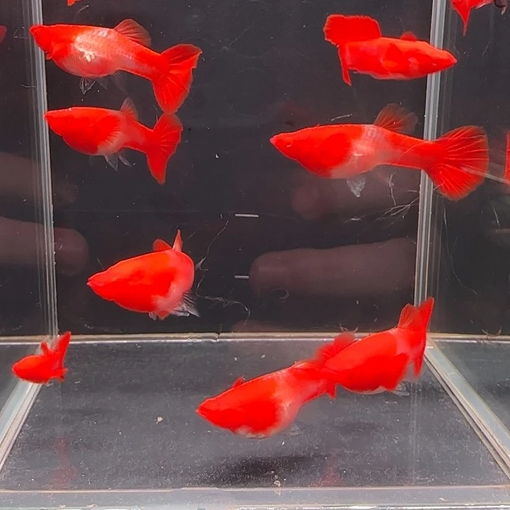 孔雀鱼双分水5对