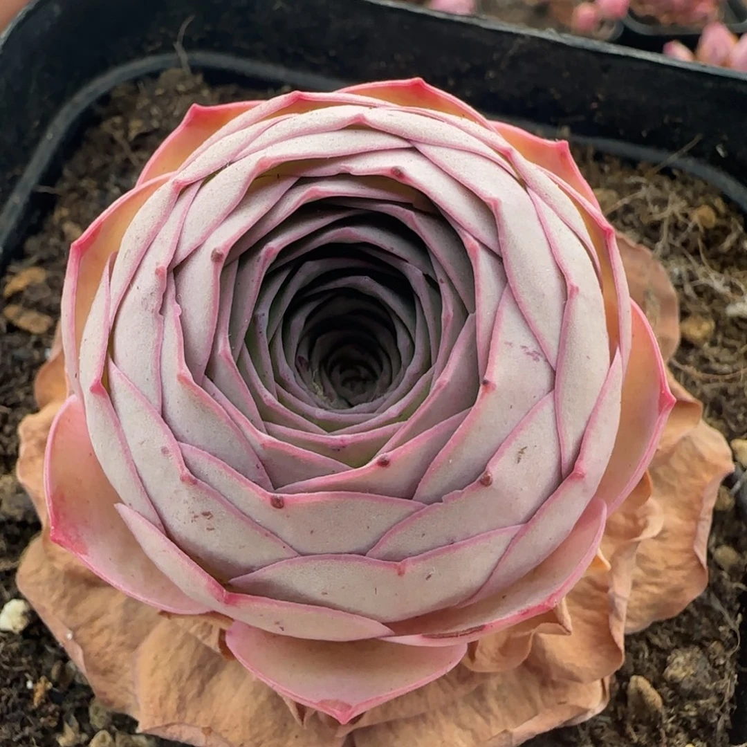 喵***酱Y952半城玫瑰绒宵