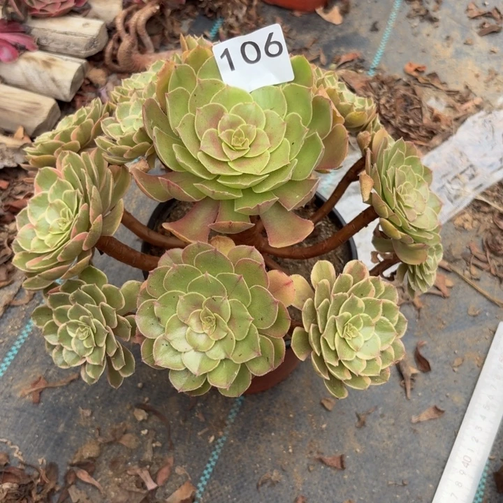 粉花夭多肉植物不包损106
