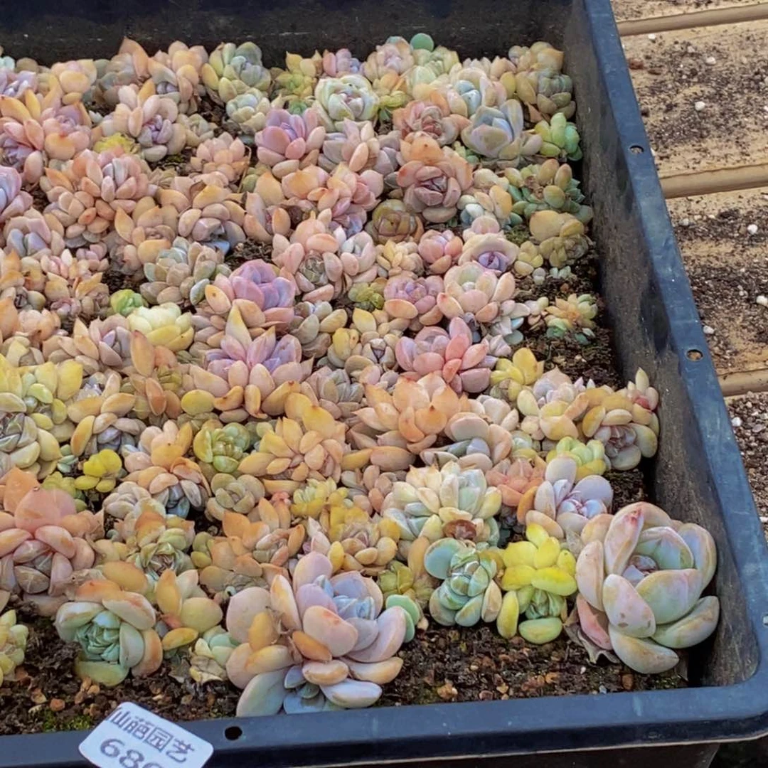 水***儿680多肉植物保护研究所
