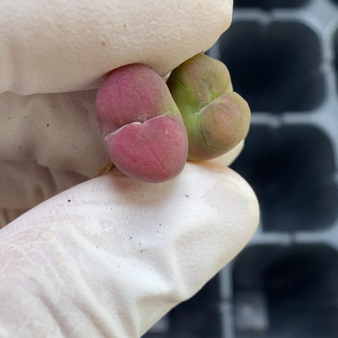 多肉植物肉锥杂交K-023 福利