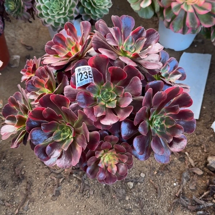 凤冠253官服30左右2