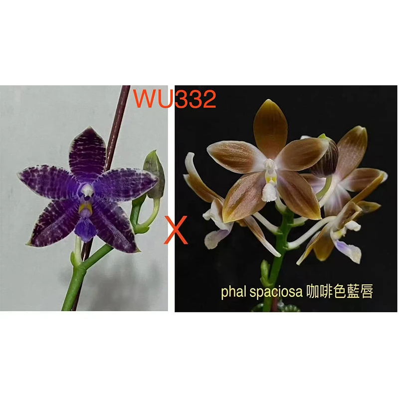 2.5寸 WU332洋洋蓝宝贝交咖啡蓝唇 -苗【叶瑕少根】珍奇蝴蝶兰