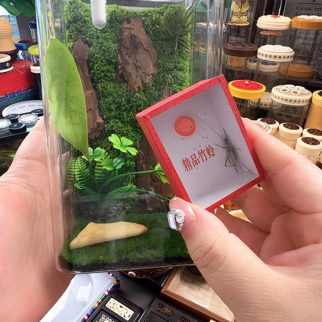 哈哈哈生态箱带冠脉紫竹