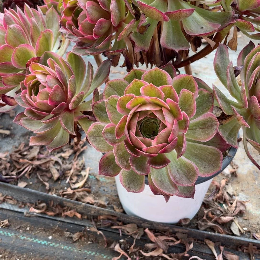 飞*@1000000000000023