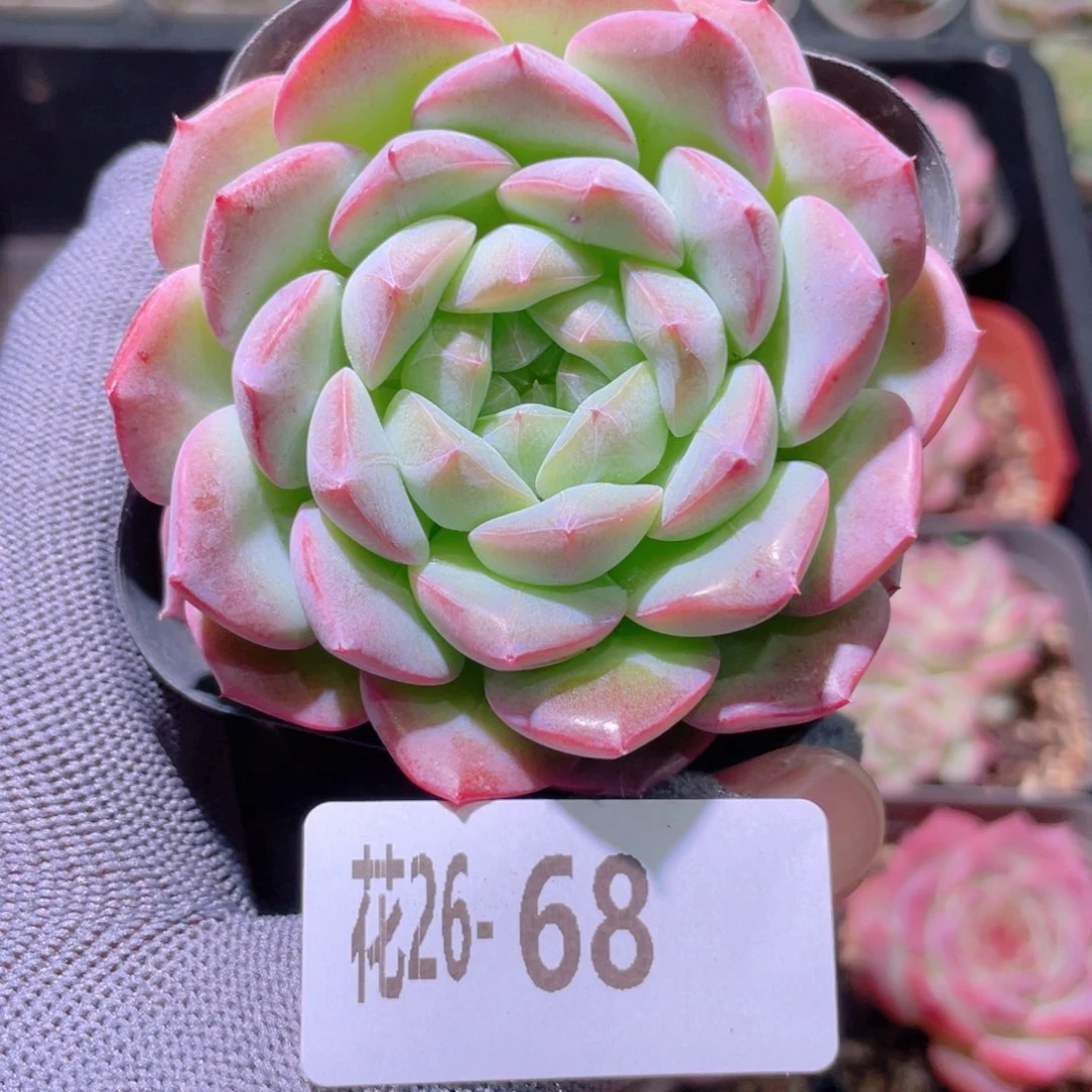 花利美26-68白桃汽水