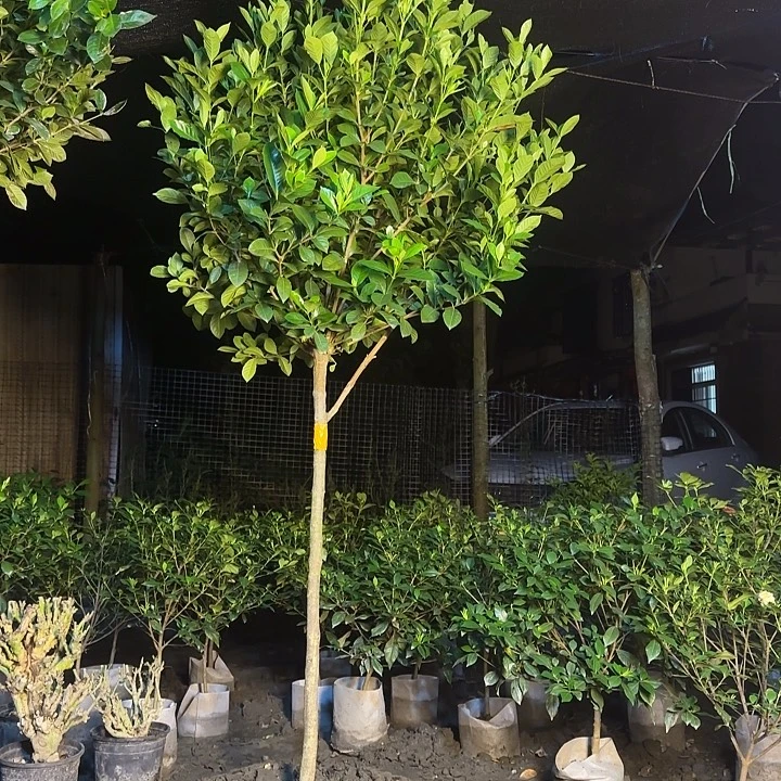 大量花朵（建议范围：8朵-15朵 或40%以上）哈哈哈哈哈哈哈哈哈哈