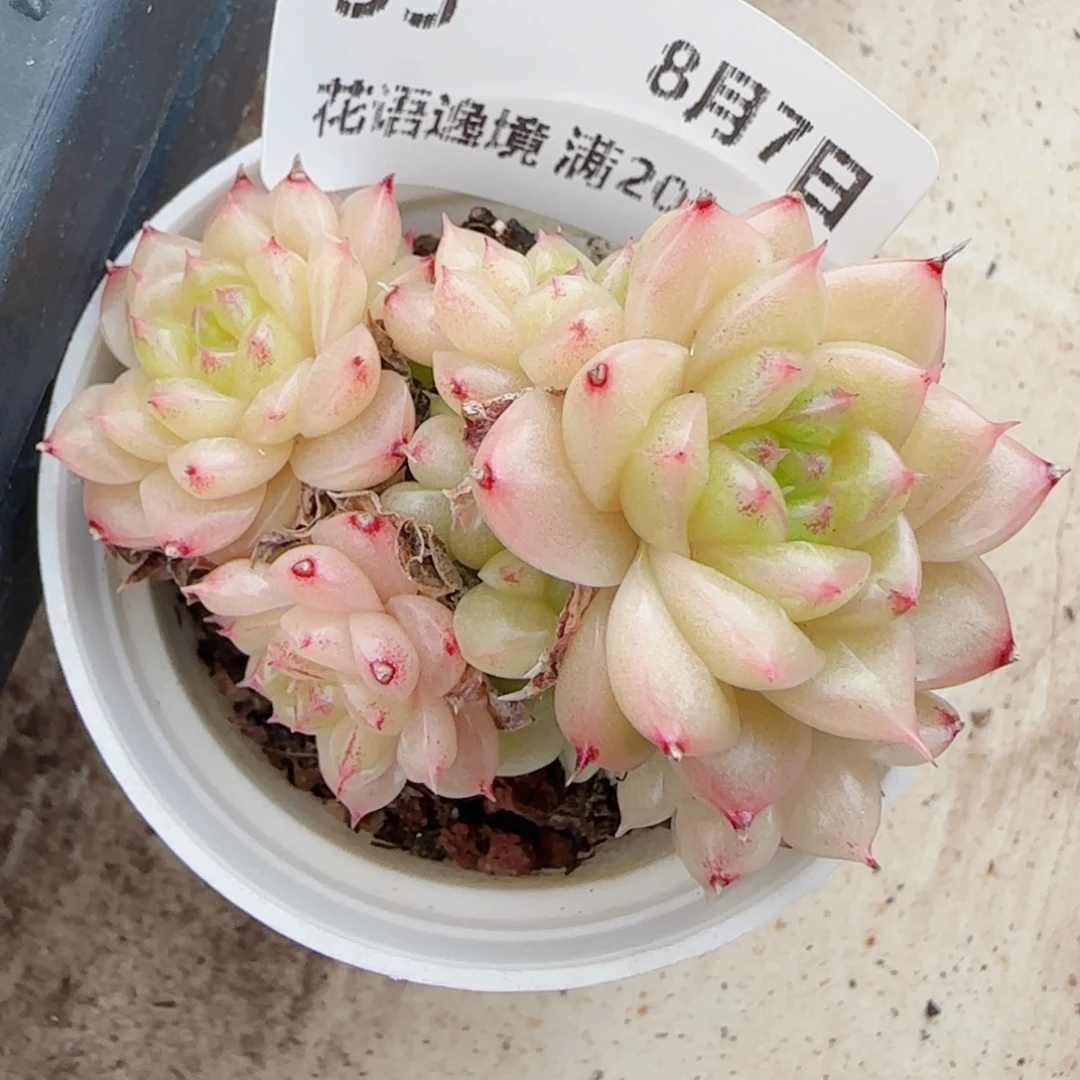 田***田花语逸镜0807-33散