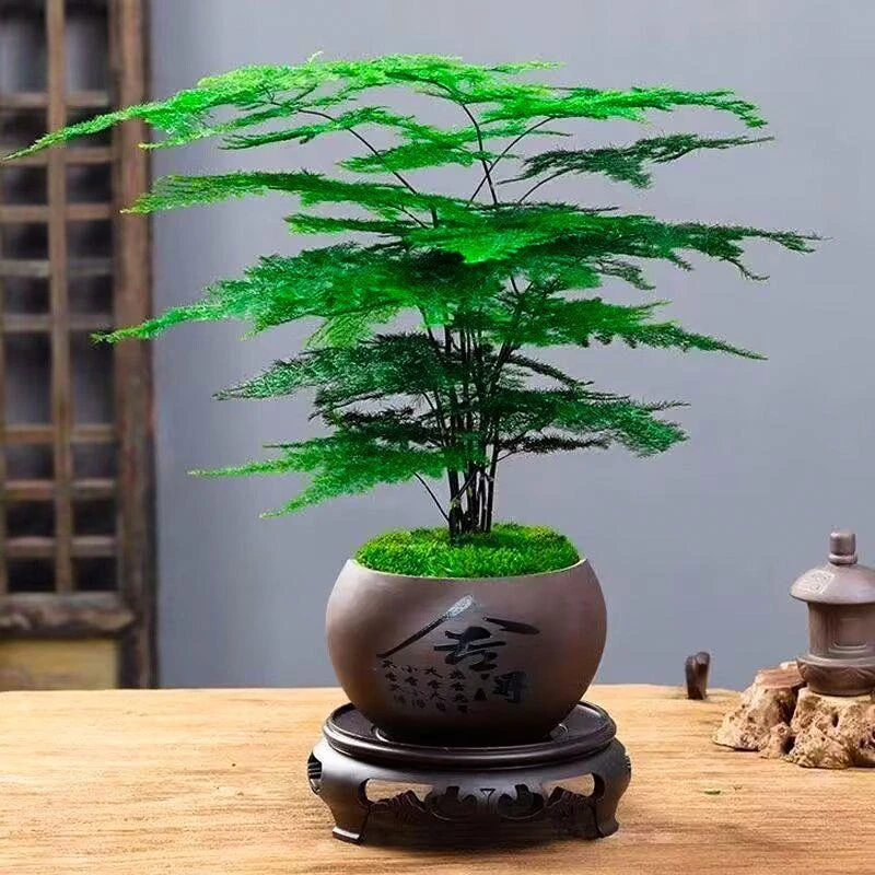 正宗文竹盆栽室内办公室摆件茶书桌桌面绿植花卉好养客厅小盆景花