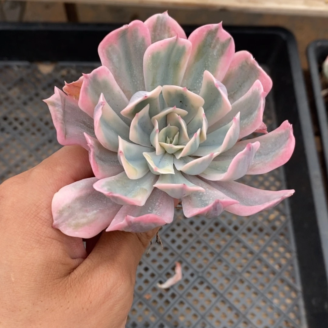 七福神多肉植物8903