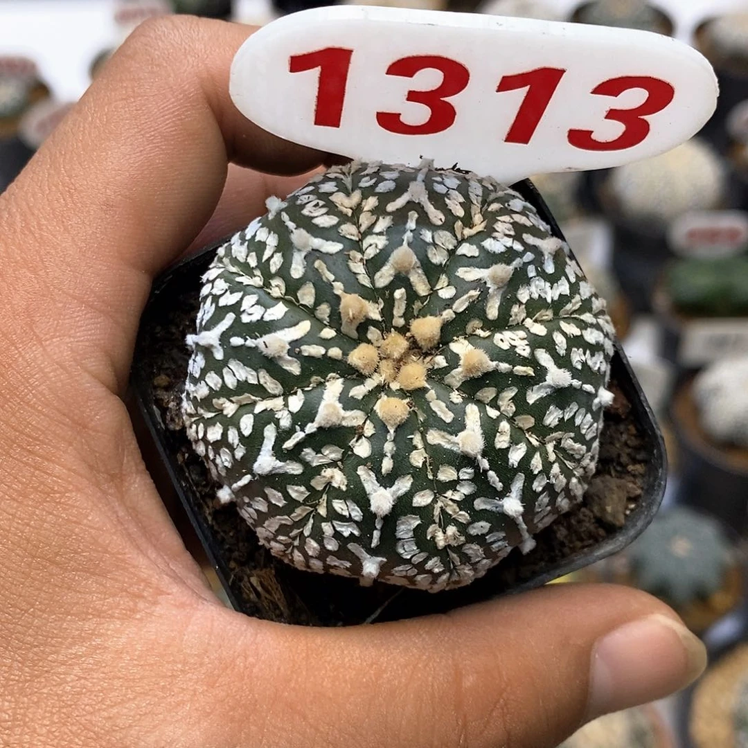 1313福利特价来了哦耶