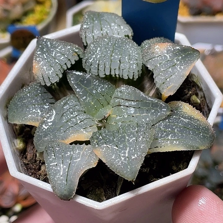 508天空之镜锦母本级别