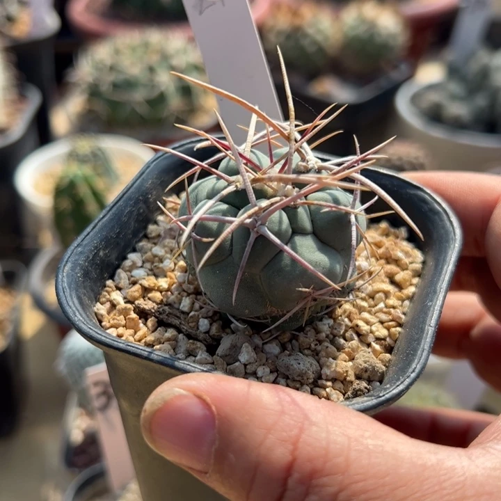 3号实生绯冠龙一颗
