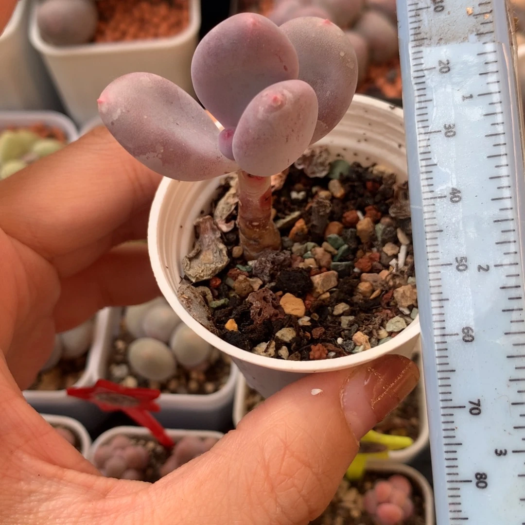 大叶彩虹 不凑满28元发一片叶 不售后 到付