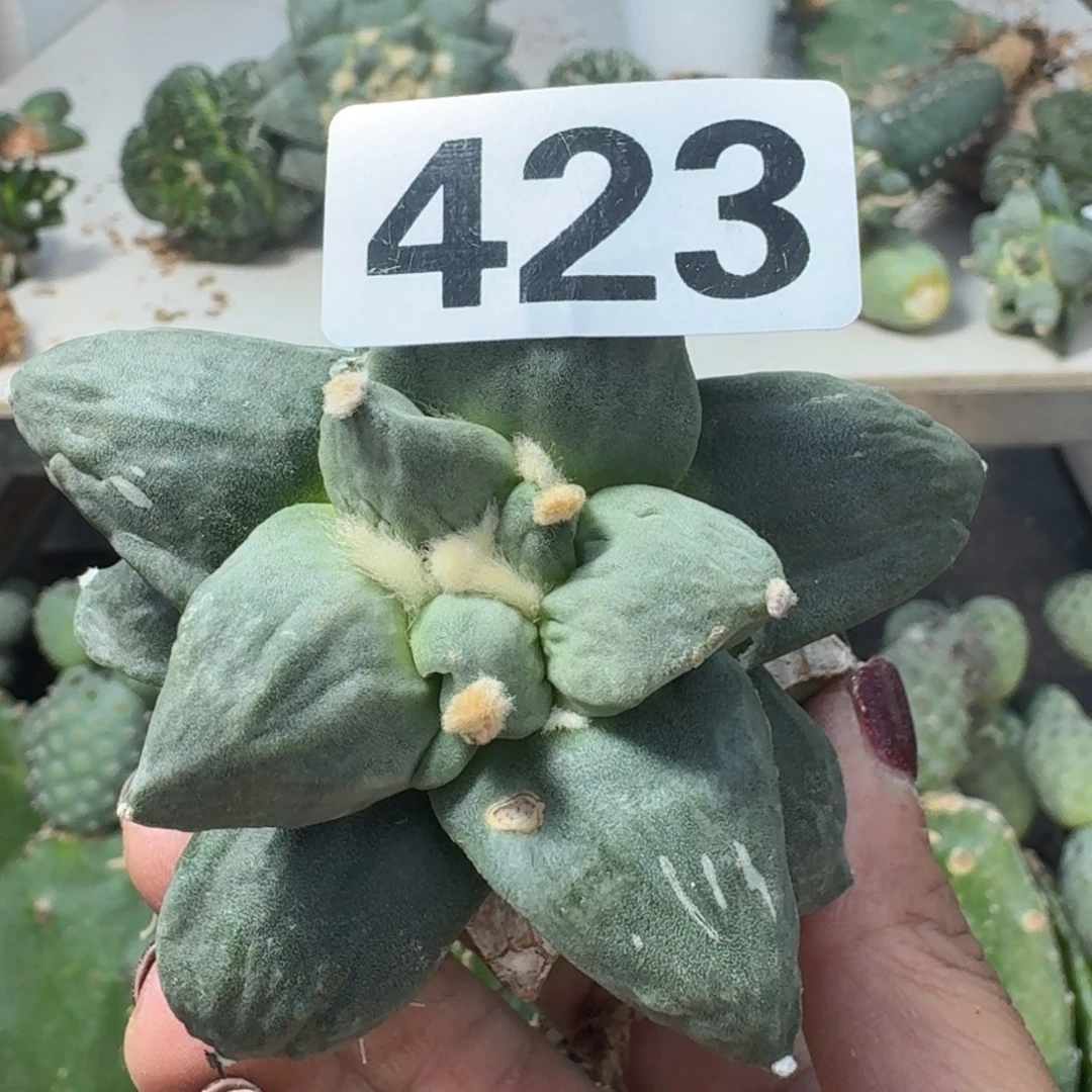 【闪购商品】无花朵陆*陆牛蛇怒423