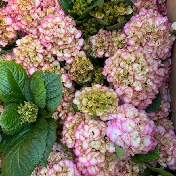 大花绣球 柯索盆栽花苗直立大花形耐热耐寒